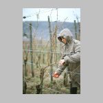 In de vroege lente worden de wijnranken gesnoeid opdat ze in de herfst weer vele rijpe vruchten zouden dragen.